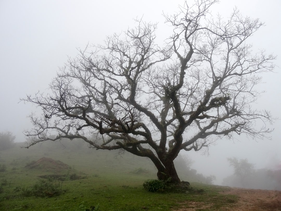 Tree Care Services Offered by Brisbane Arborists