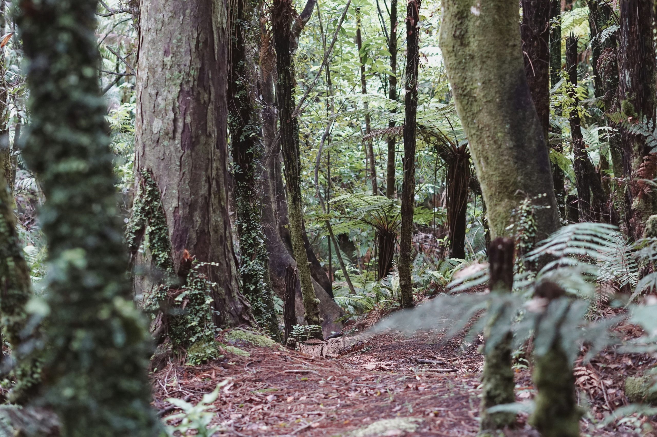 Group getaways: How to choose the right holiday home at the Bunya Mountains